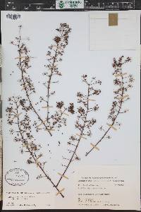 Aralia bipinnata image