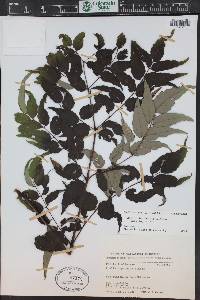 Aralia bipinnata image