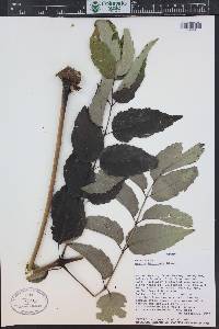 Aralia bipinnata image