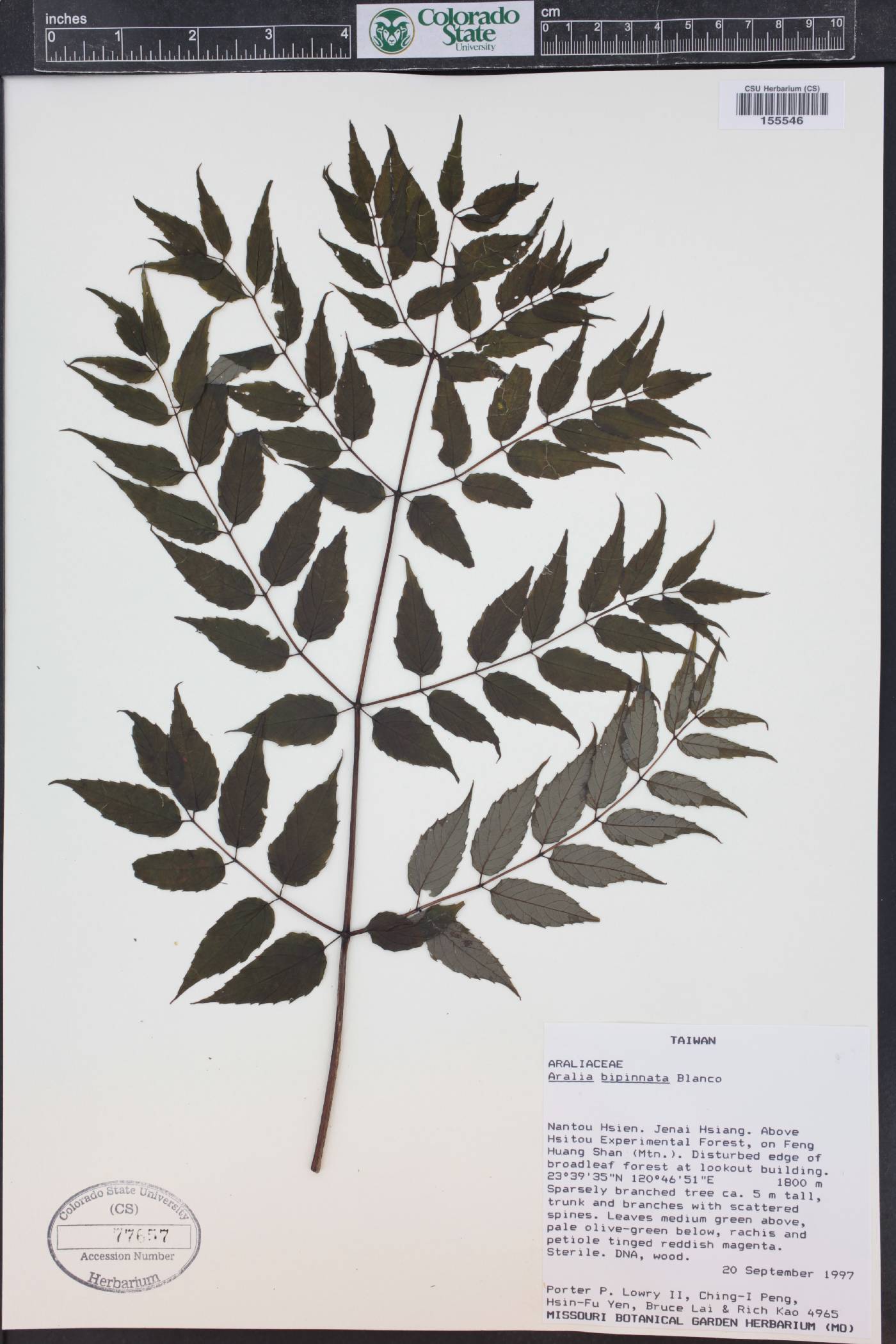 Aralia bipinnata image