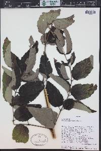 Aralia bipinnata image