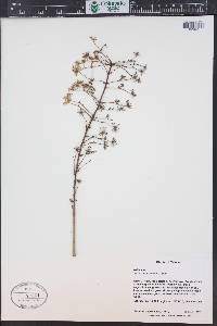 Aralia bipinnata image
