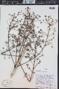 Aralia bipinnata image