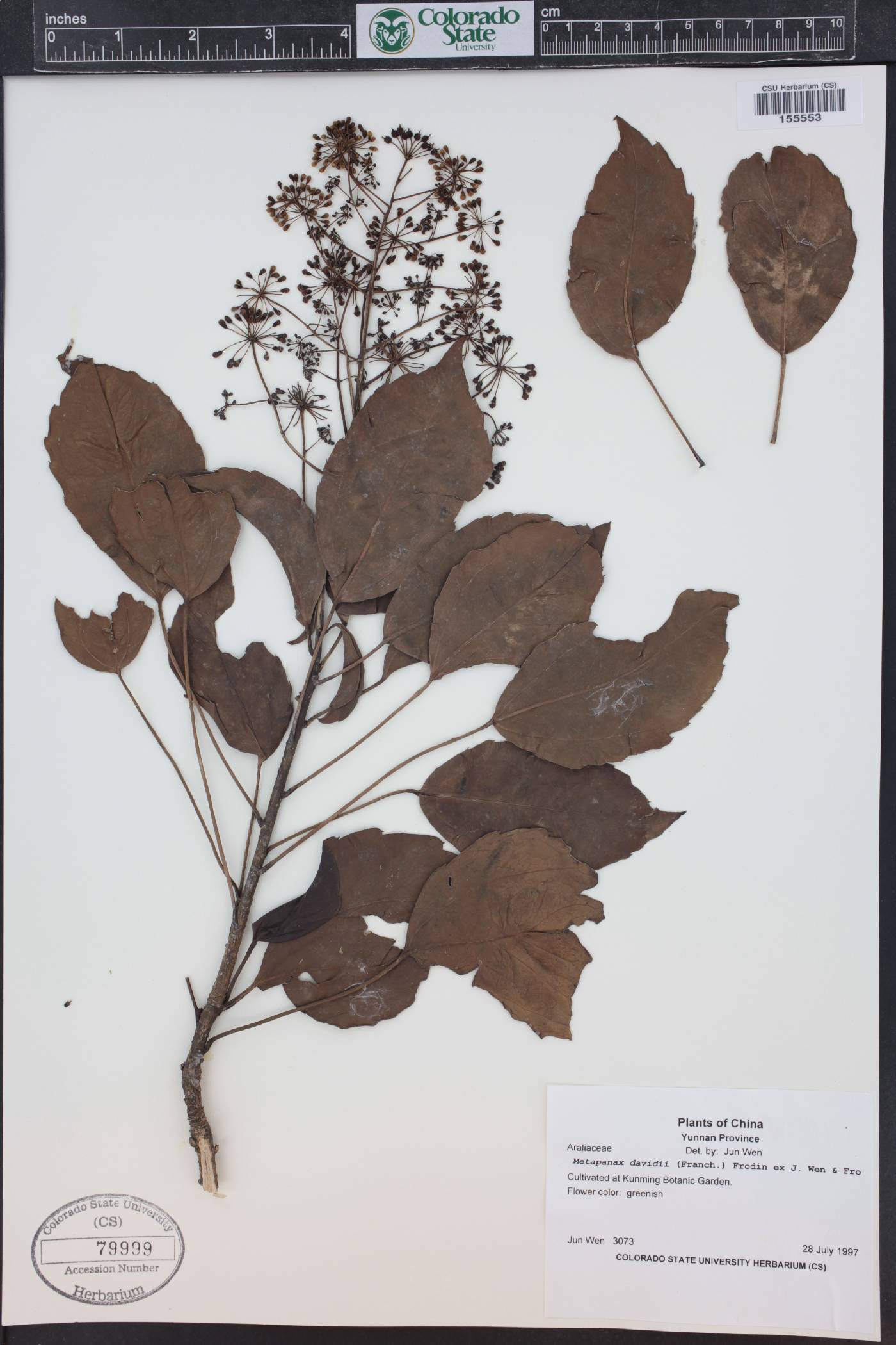 Metapanax davidii image
