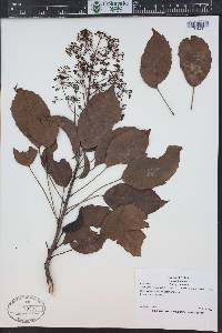 Media resource of Metapanax davidii