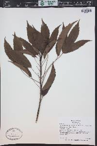 Metapanax davidii image