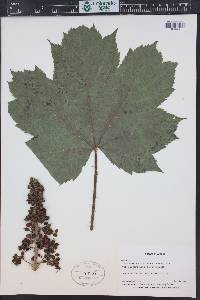 Oplopanax horridus image