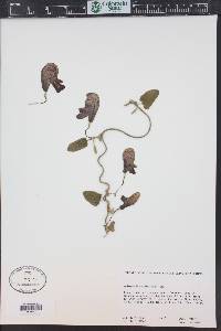 Aristolochia californica image