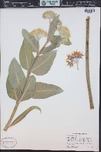 Asclepias speciosa image