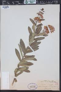 Asclepias tuberosa subsp. interior image