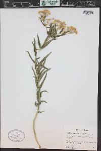 Asclepias tuberosa subsp. interior image