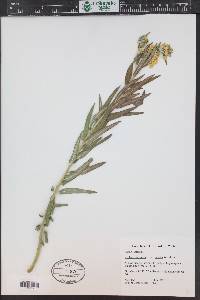 Asclepias tuberosa subsp. interior image