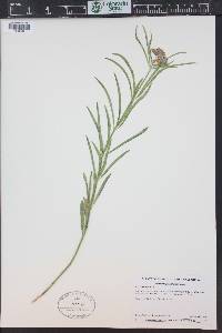 Asclepias fascicularis image