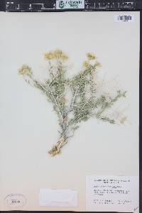 Acamptopappus shockleyi image