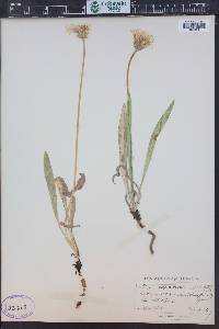 Agoseris glauca var. dasycephala image