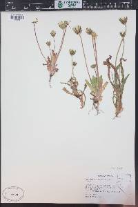 Agoseris heterophylla image