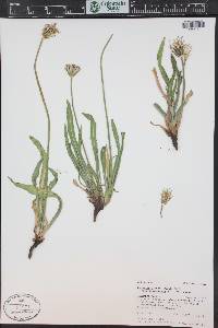 Agoseris glauca var. dasycephala image