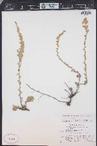 Artemisia frigida image