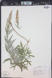 Artemisia ludoviciana subsp. candicans image