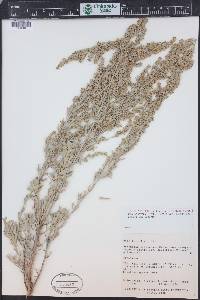 Artemisia tridentata subsp. vaseyana image