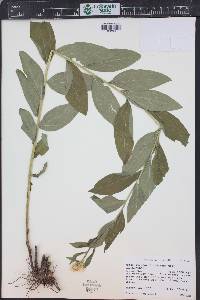 Eucephalus engelmannii image