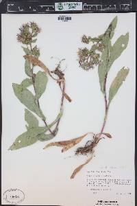 Eurybia integrifolia image