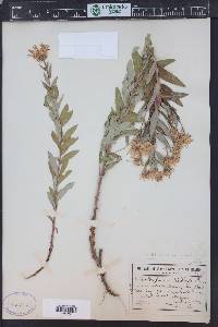 Eucephalus ledophyllus image