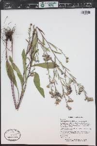 Symphyotrichum oolentangiense image