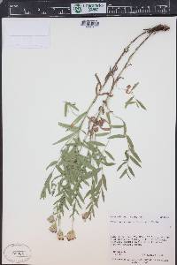Doellingeria elegans image