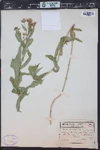 Canadanthus modestus image