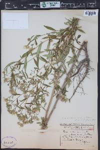 Symphyotrichum subspicatum image