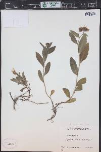 Eurybia sibirica image