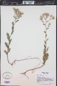 Eurybia radulina image