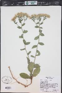 Eurybia radulina image