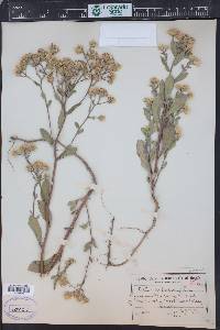 Eurybia radulina image