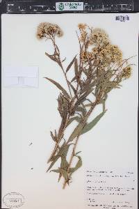Baccharis salicifolia image