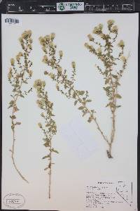 Brickellia microphylla image