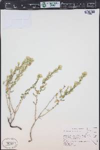 Brickellia microphylla image
