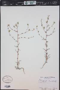 Calycadenia truncata image