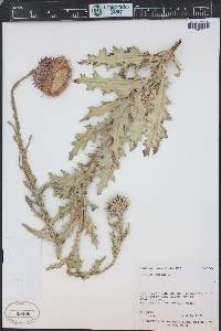 Carduus nutans image