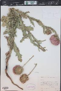Carduus nutans image