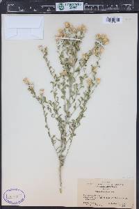 Rhaponticum repens image