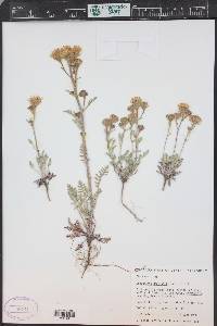 Chaenactis douglasii image