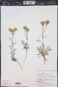 Chaenactis douglasii image