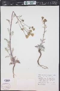 Chaenactis douglasii image