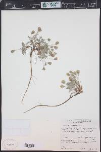 Chaenactis evermannii image
