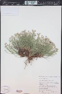 Chaetopappa ericoides image