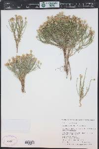 Chaetopappa ericoides image