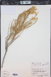 Ericameria nauseosa var. turbinata image