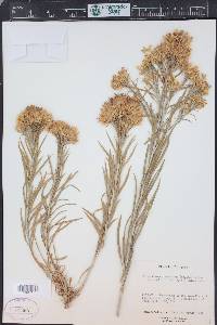 Ericameria nauseosa var. salicifolia image